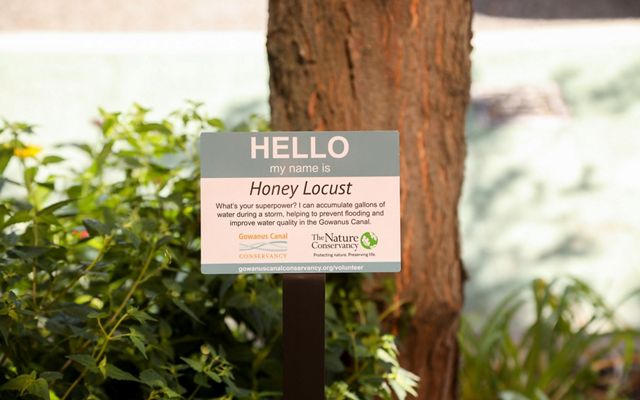 Closeup view of a sign accompanying a Honey Locust tree, with the words "Hello" in at center. The small sign is in the foreground and green shrubs and a tree trunk are in the background.