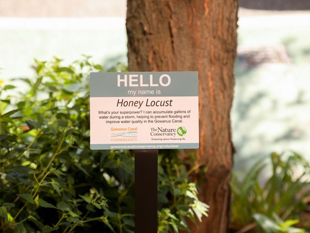 Closeup view of a sign accompanying a Honey Locust tree, with the words "Hello" in at center. The small sign is in the foreground and green shrubs and a tree trunk are in the background.