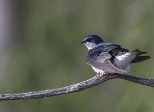 A blue tree swallow is perched on a small branch. 