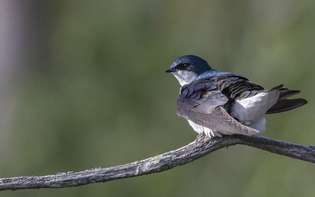A blue tree swallow is perched on a branch.