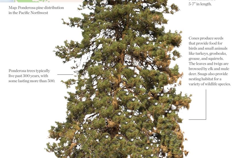 Ponderosa Pine map and details