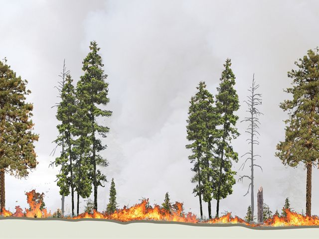 Controlled burns and thinning keep fire burning low through the understory. Maintaining gaps between some trees helps prevent future large crown fires. 