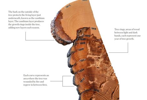 Illustration showing a cross section from a tree with text describing the history of fire told by its rings and burn scars.