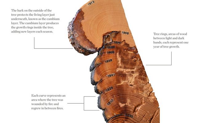 A section of a tree trunk showing tree rings and evidence of fire that the tree lived through.