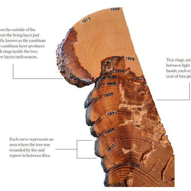 Illustration showing a cross section from a tree with text describing the history of fire told by its rings and burn scars.