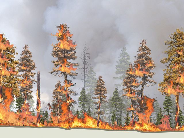 Where fires have been suppressed, overcrowding can make the forest less resilient. When the forest burns, the fire can extend into the crowns, killing large swaths of trees.