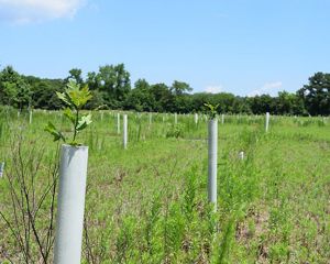 A small branch with leaves pokes out of the top of a white tree tube in a field.
