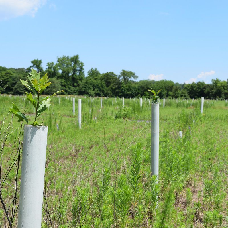 A small branch with leaves pokes out of the top of a white tree tube in a field.