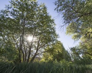 Sun peeking through trees at Torrance Ranch Preserve.