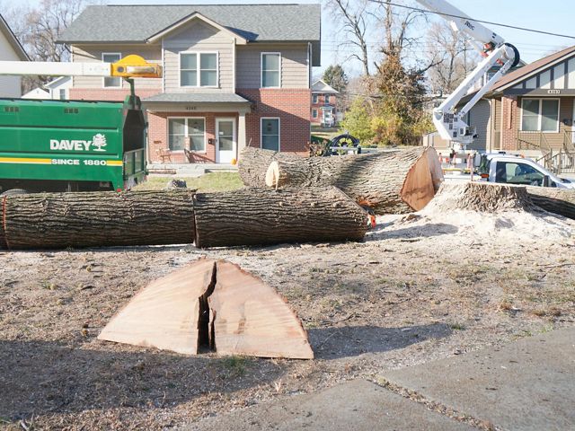 A section of a removed tree shows a large, hazardous crack down the center.