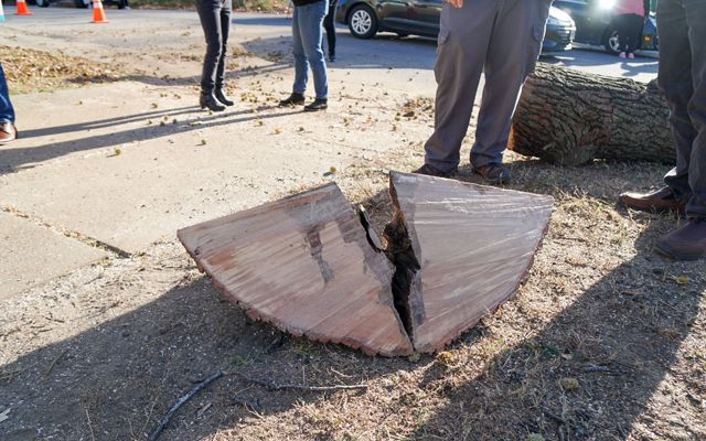 A piece of a tree with a large stress fracture down the middle lays on the ground near a sidewalk.