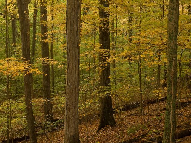 Woods with fall foliage.