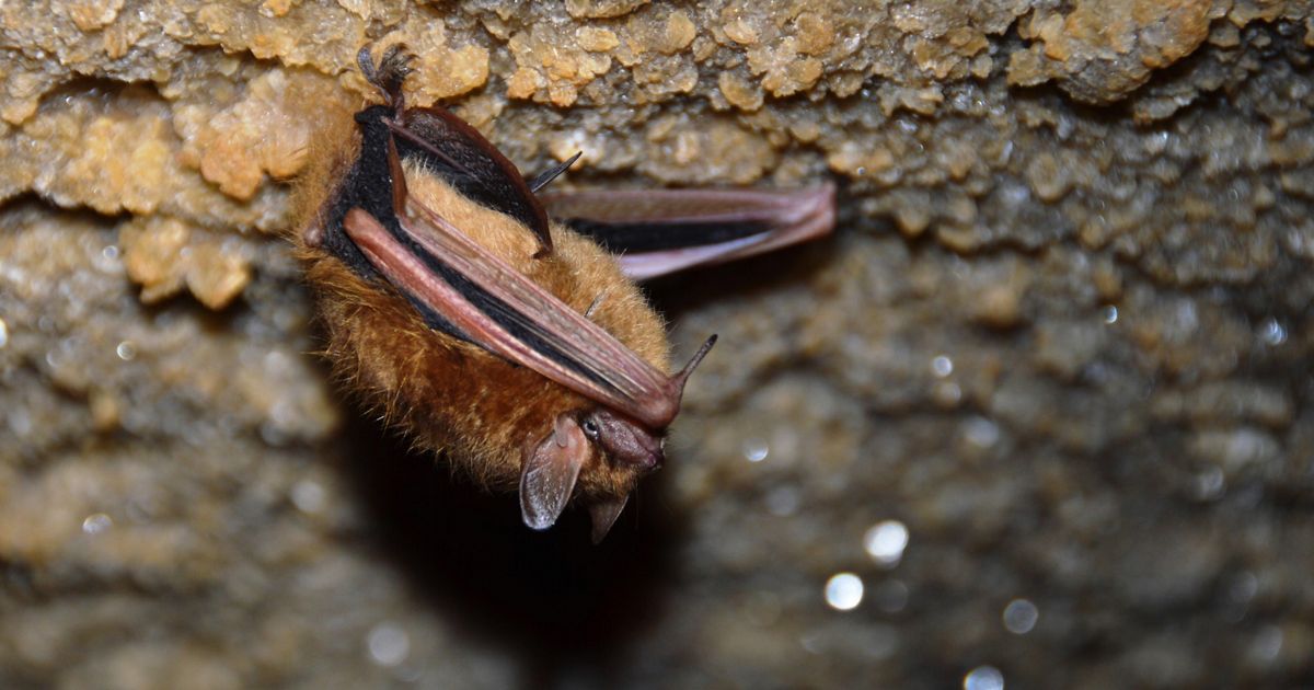 Conserving Tennessee Caves | The Nature Conservancy