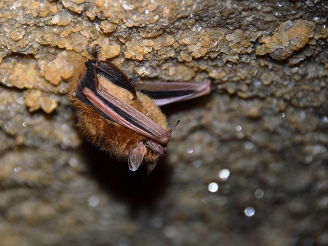 A small, brown bat hangs upside down on the rocky ceiling of a cave.