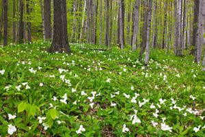 Forest floor blanketed with flowers each with three white petals.