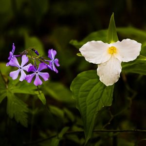 Purple and white flowers on a dark green background. 