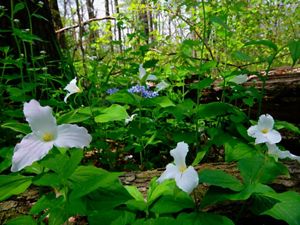 Trillium and blue phlox bloom on forest floor.