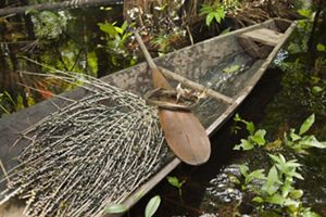 Branch full of açaí berries