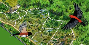 An illustration of the long pond barrens birding trail, with several songbirds flying overhead.