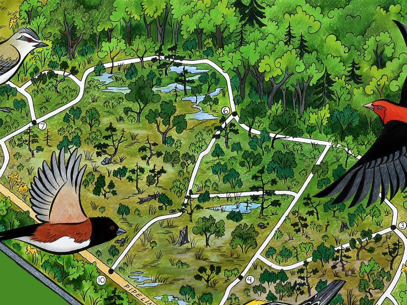 An illustration of the long pond barrens birding trail, with several songbirds flying overhead.