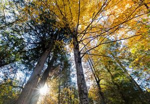 Looking up at an autumn tree canopy.