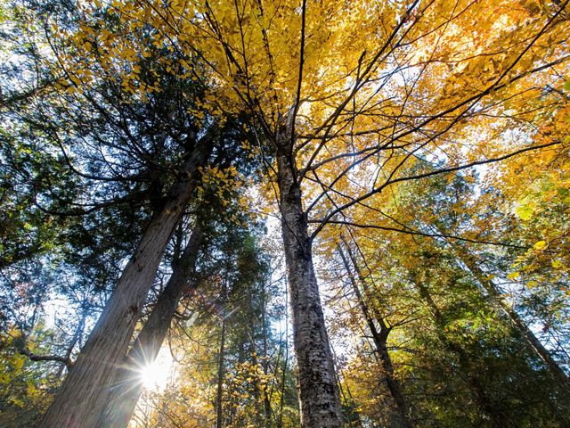 OLD-GROWTH