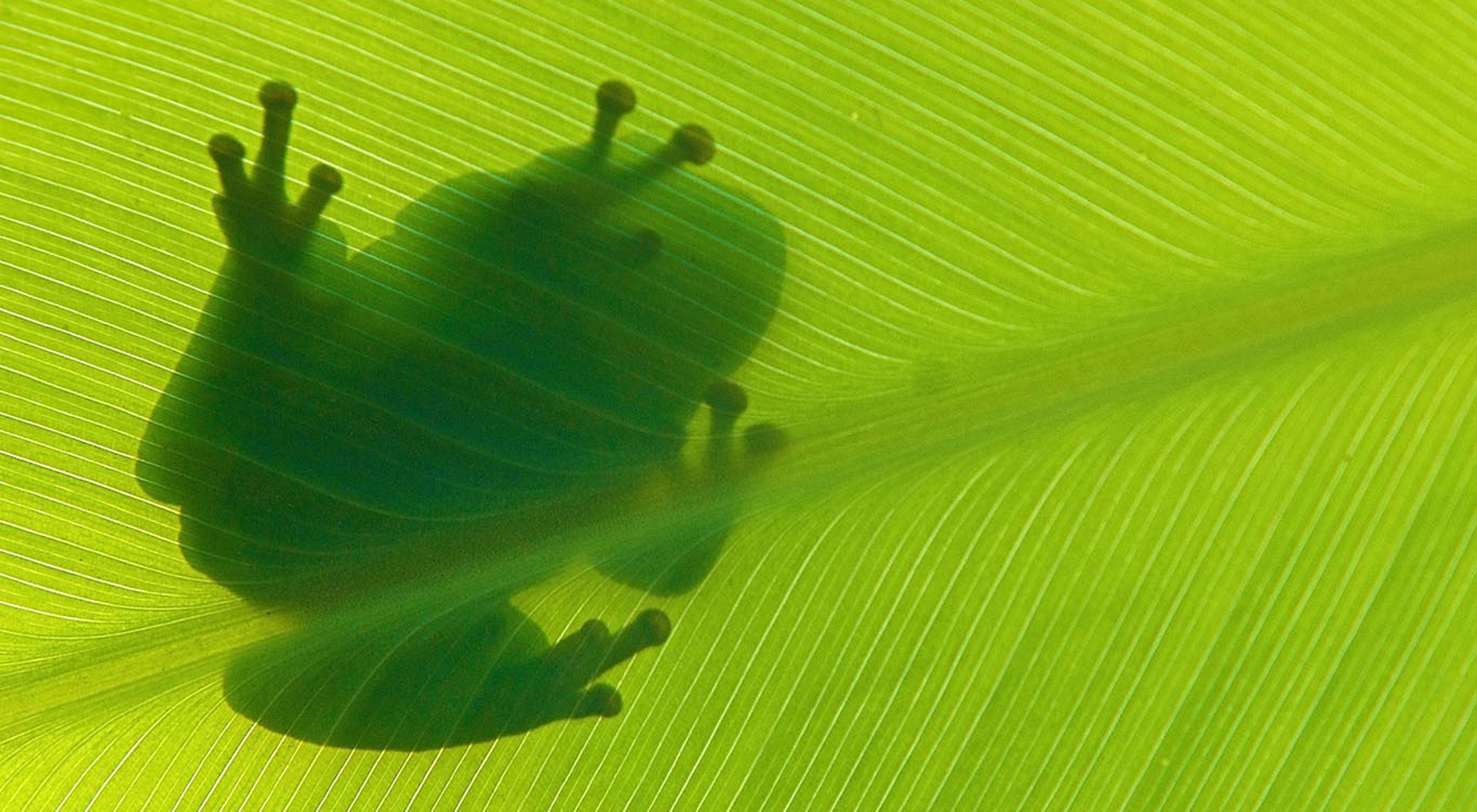 Silhouette of a green tree frog sitting on top of a leaf.