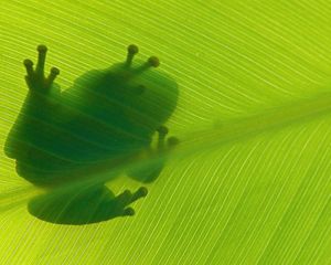 Silhouette of a green tree frog sitting on top of a leaf.