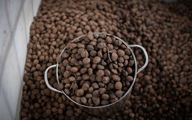 Closeup of a metal bucket filled to the brim with acorns sitting in a large bin full of acorns.