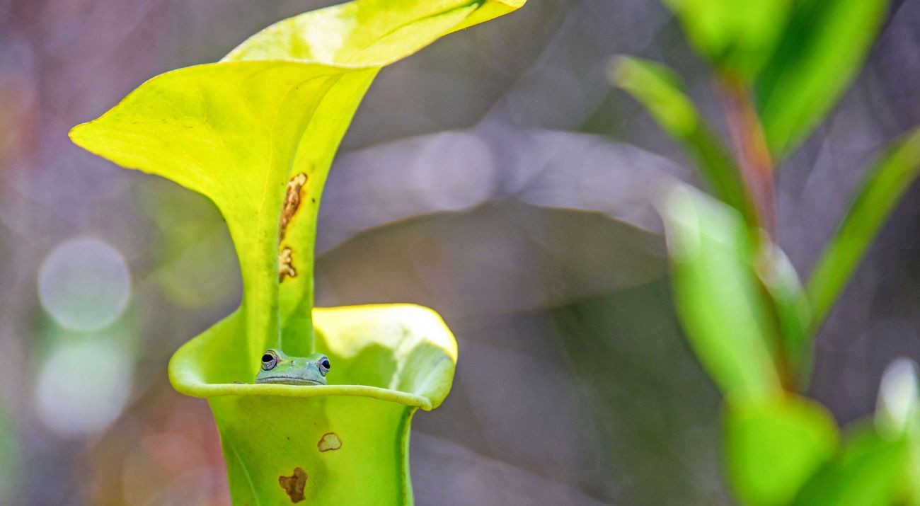 A small green frog peeks out from a green flower stem.