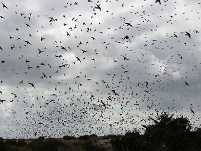 Tree Swallows in flight.