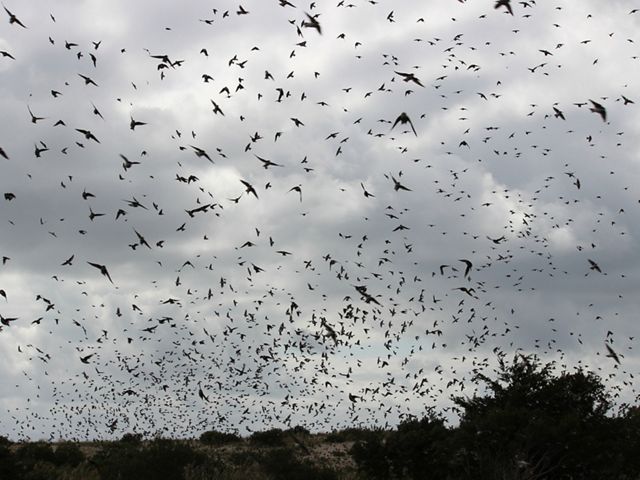 Tree Swallows in flight. 