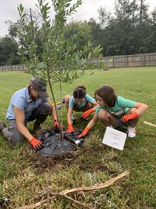 Three people in bright orange gloves squat down to plant a young tree in the ground.