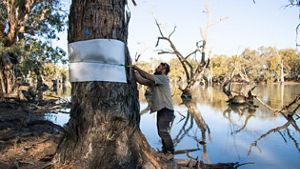 man wrapping foil around a tree