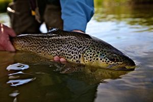 An angler holds a fish just above the surface of water. 