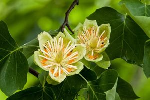 Pale green and orange tulip tree flowers are surrounded by big, green leaves.