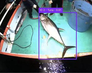 A tuna in a boat that's identified using Edge AI technology.