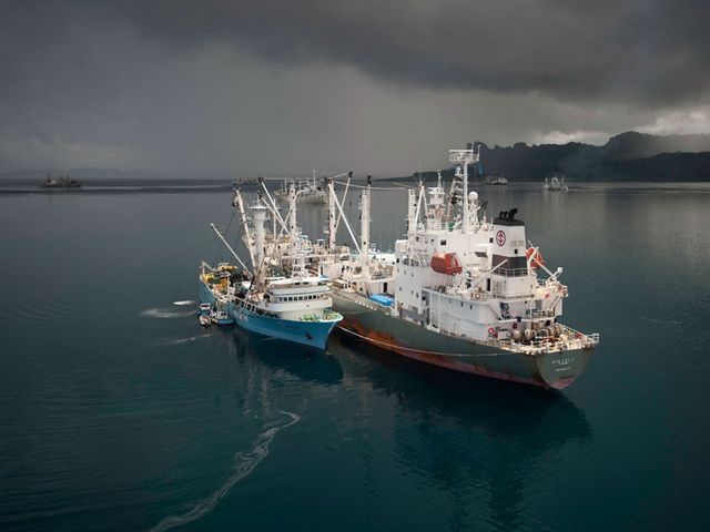 Large tuna purse seine fishing boats in Pohnpeia water.