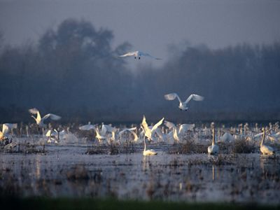 Flock of large white swans in a wetland, some sitting on the water and others coming in for a landing.