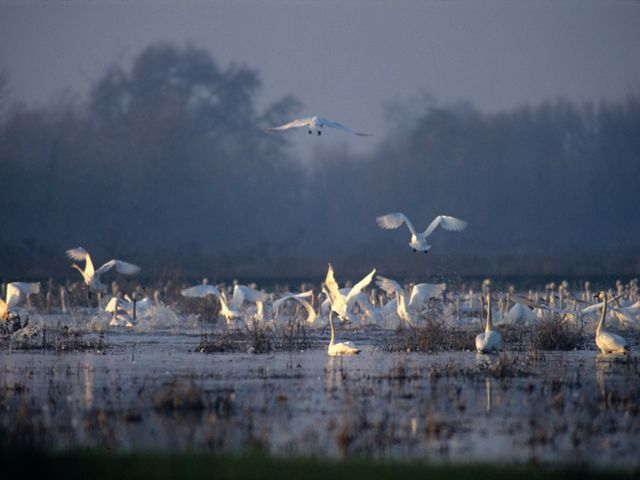 Flock of large white swans in a wetland, some sitting on the water and others coming in for a landing.  