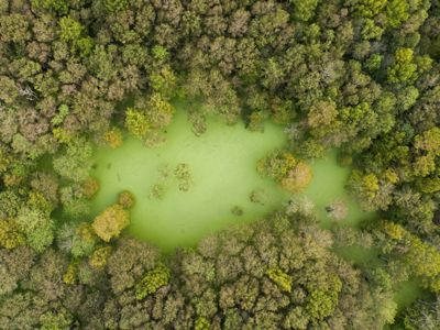 Aerial view of trees surrounding a green swamp.
