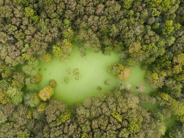 Aerial view of trees surrounding a green swamp.