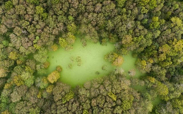 An overhead shot of a tupelo and cypress forested swamp.