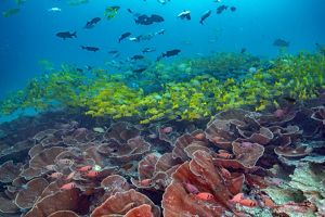 A vibrantly colored coral reef in tropical waters with a large school of bright yellow fish swimming above it.