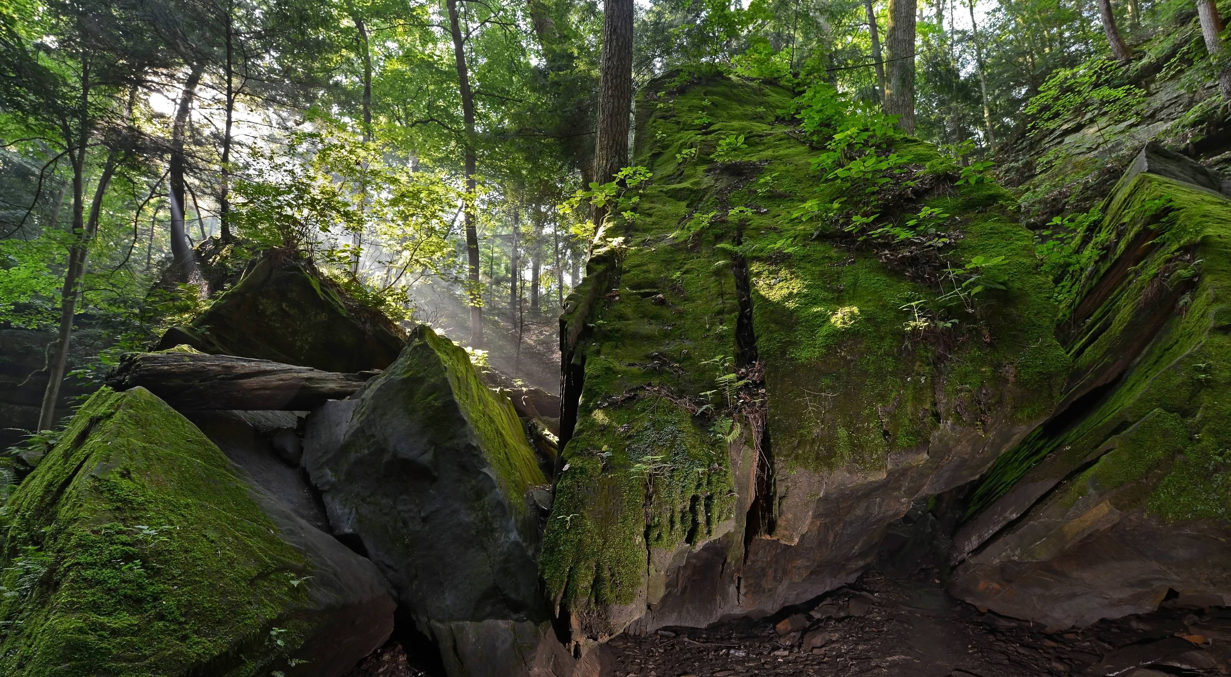 Large boulders covered in moss in a shady forest.