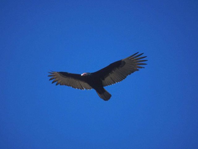A turkey vulture soaring in a blue sky.
