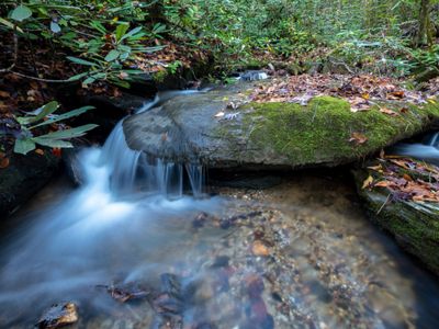 Water flows over a mossy rock.