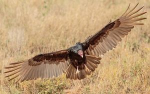 A turkey vulture lands in a field with its wings outspread. 