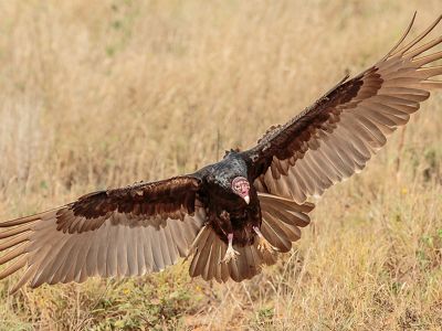 A turkey vulture is making a landing in a grassy field.