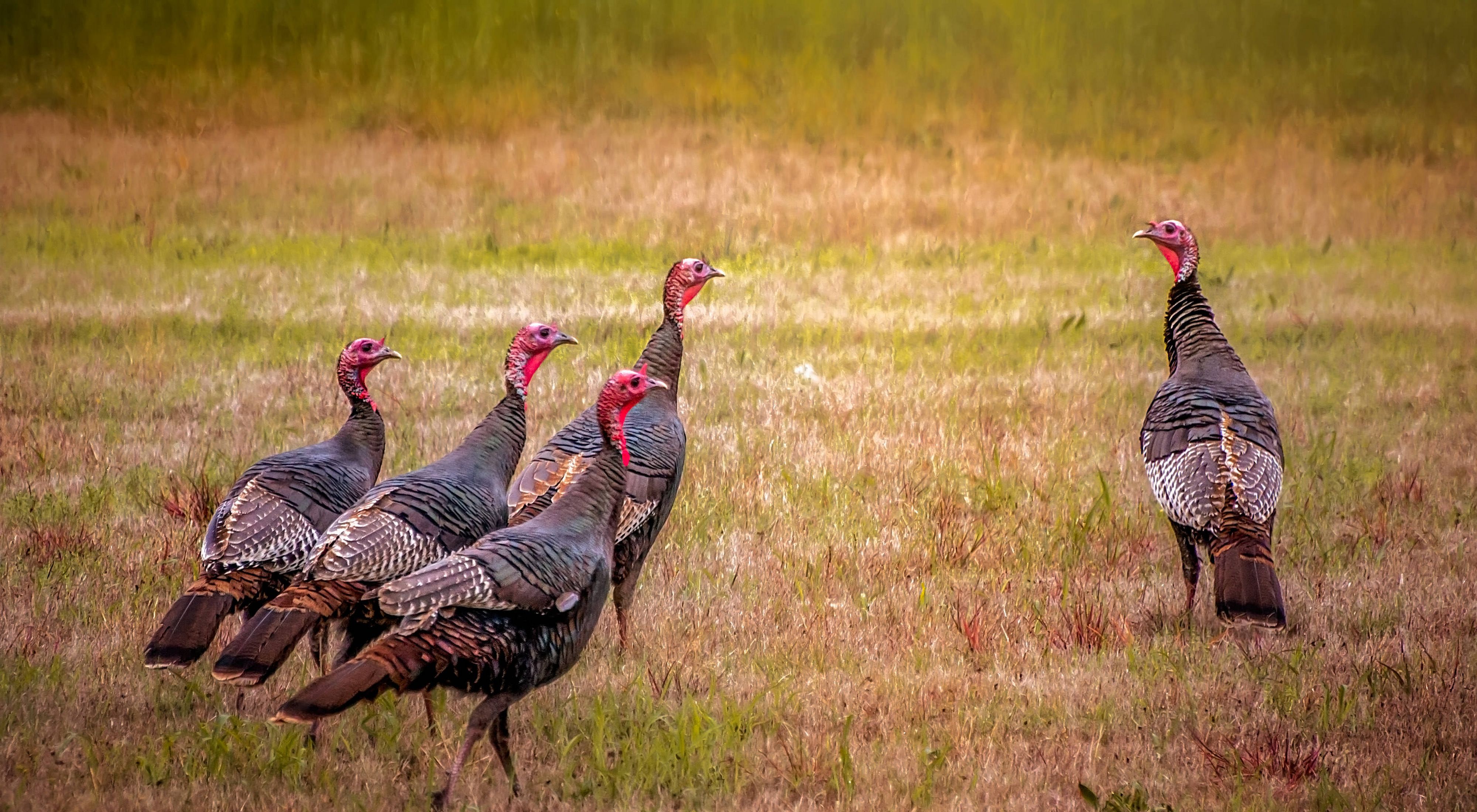 Group of 4 turkeys in a field looks at another lone turkey.